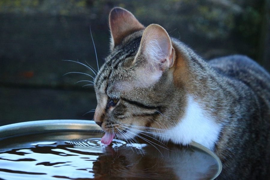 El agua en movimiento incrementa el interés y el volumen de consumo de los felinos en comparación con el agua estancada