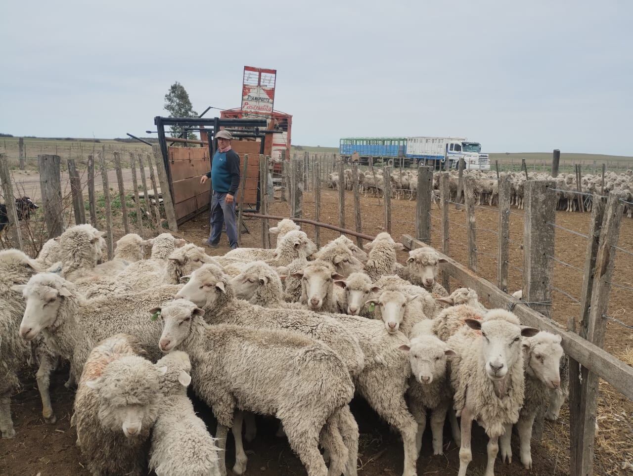 Un grupo de ovejas en un corral del campo argentino