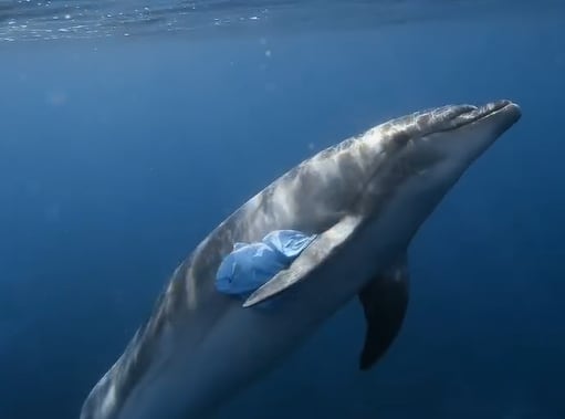 El delfín tomó la bolsa plástica con una de sus aletas (Foto: @johnnie_boe_)