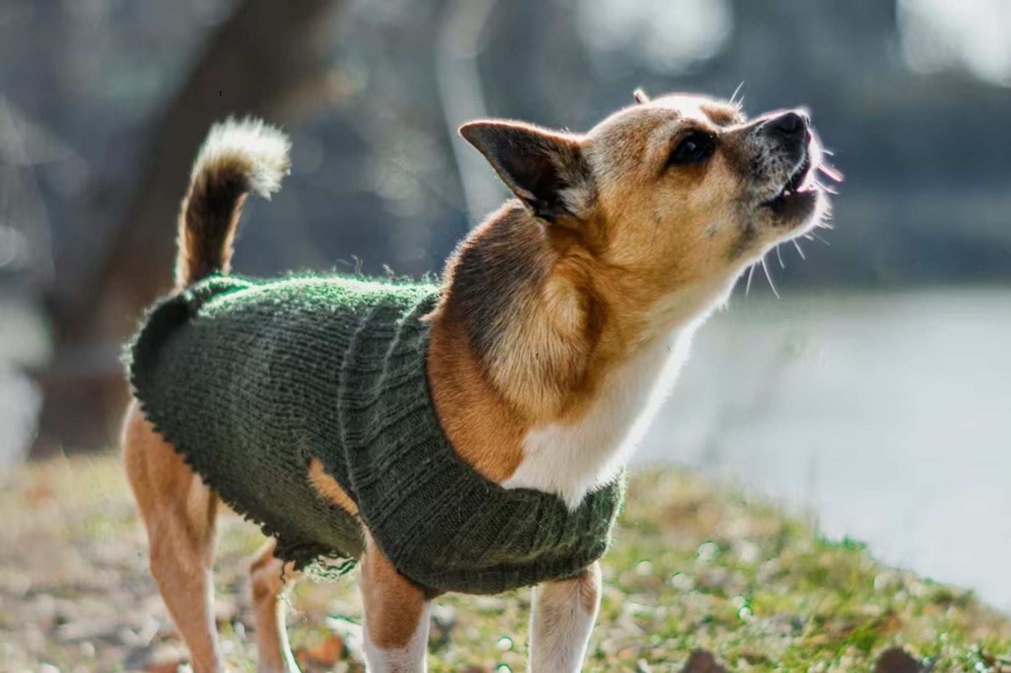 La explicación detrás de por qué los perros ladran a algunas personas y a otras no