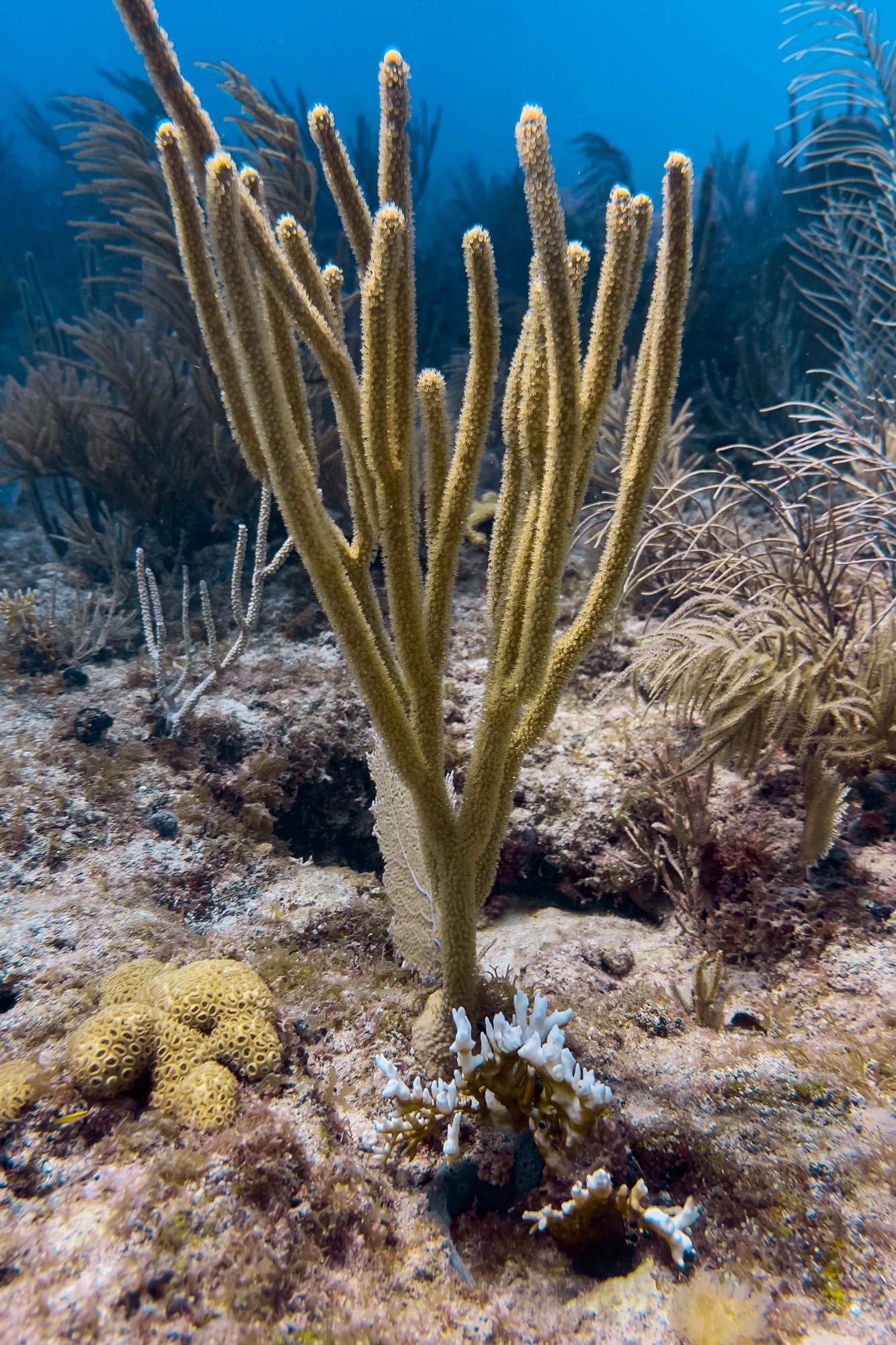 Los científicos estudian si los contaminantes liberados pueden acumularse en la fauna abisal (imagen ilustrativa)