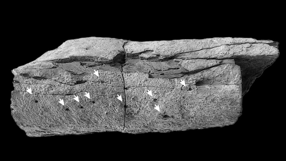 Estudio de los huesos del plesiosaurio permite observar la colonización