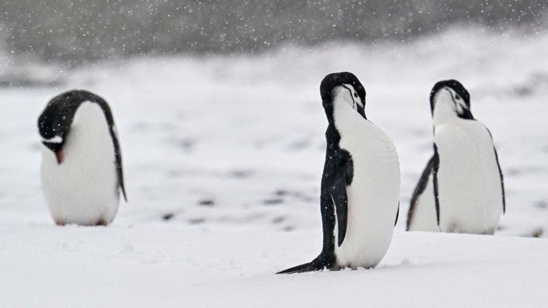 Alerta en la comunidad científica: la población de una especie de pingüinos cayó a menos de la mitad en una isla antártica