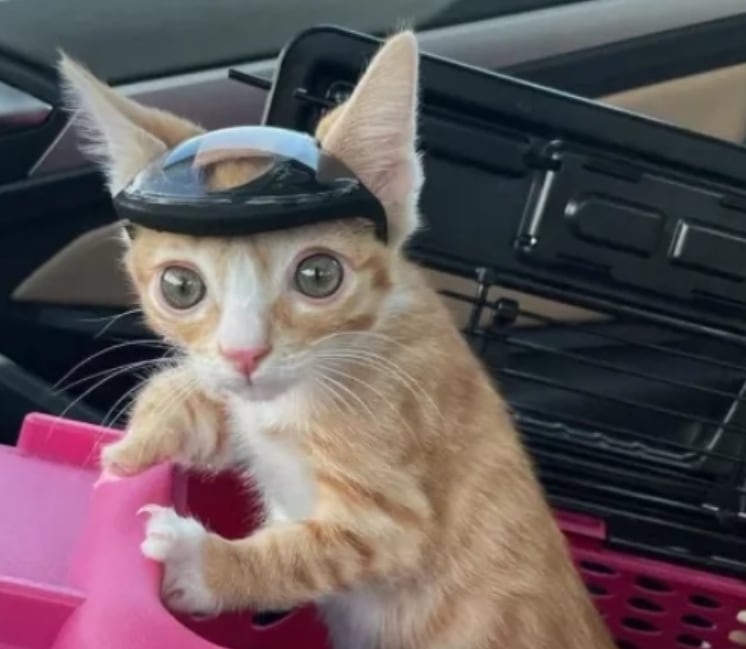 Otter debió ser operado de su malformación congénita (Foto: El Tiempo)