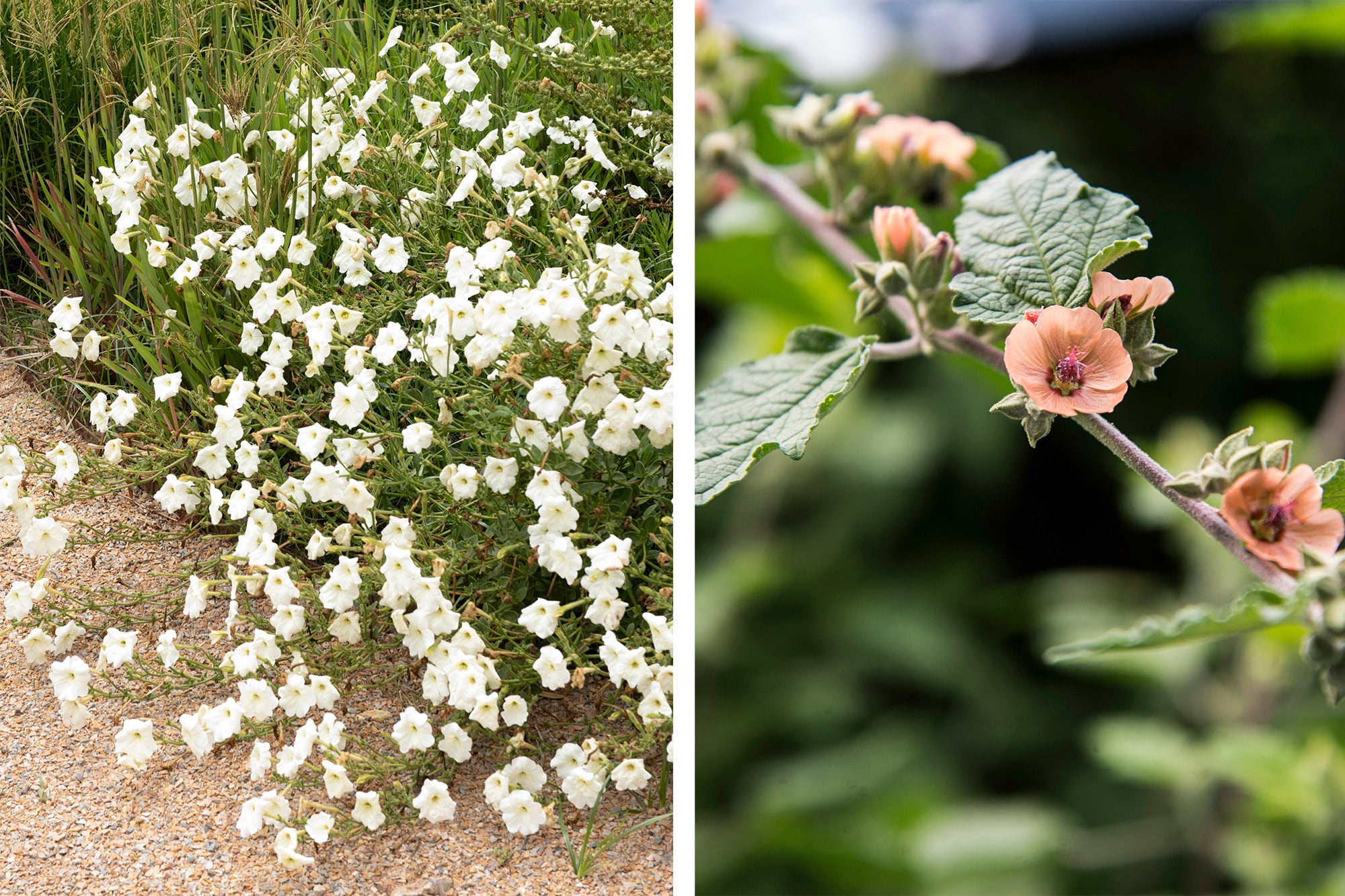 Petunia silvestre o Petunia axillaris (izq.) y malva blanca o Sphaeralcea bonariensis (derecha)