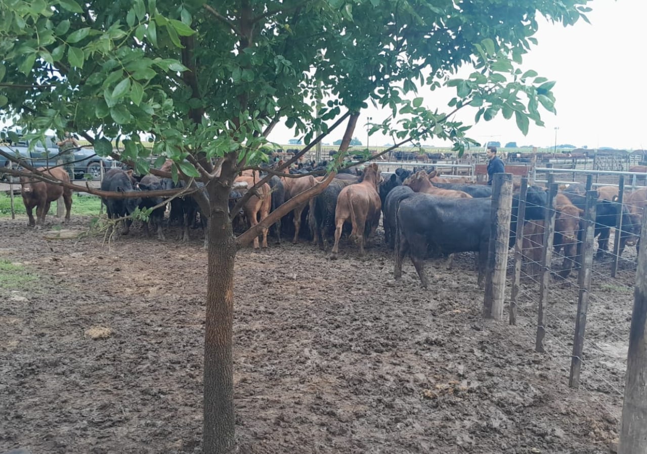 Los animales del influencer