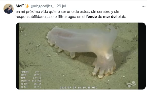 Los mejores comentarios del streaming del Conicet en las redes (Foto: Captura X @uhgoodjhs_)