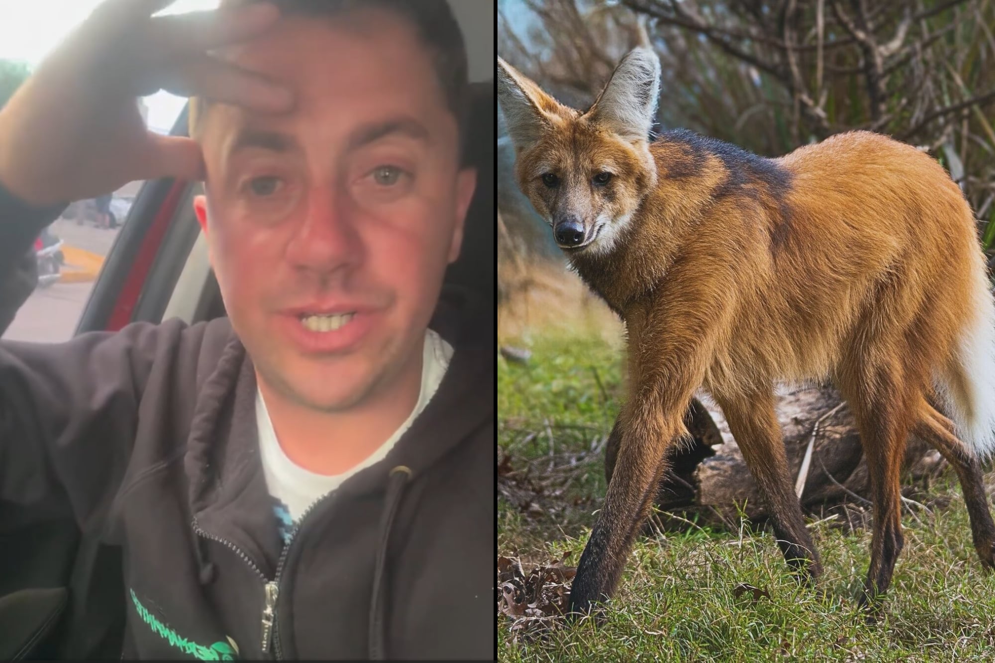 “Qué susto me pegué”: un influencer contó el insólito encuentro con un extraño animal en peligro de extinción