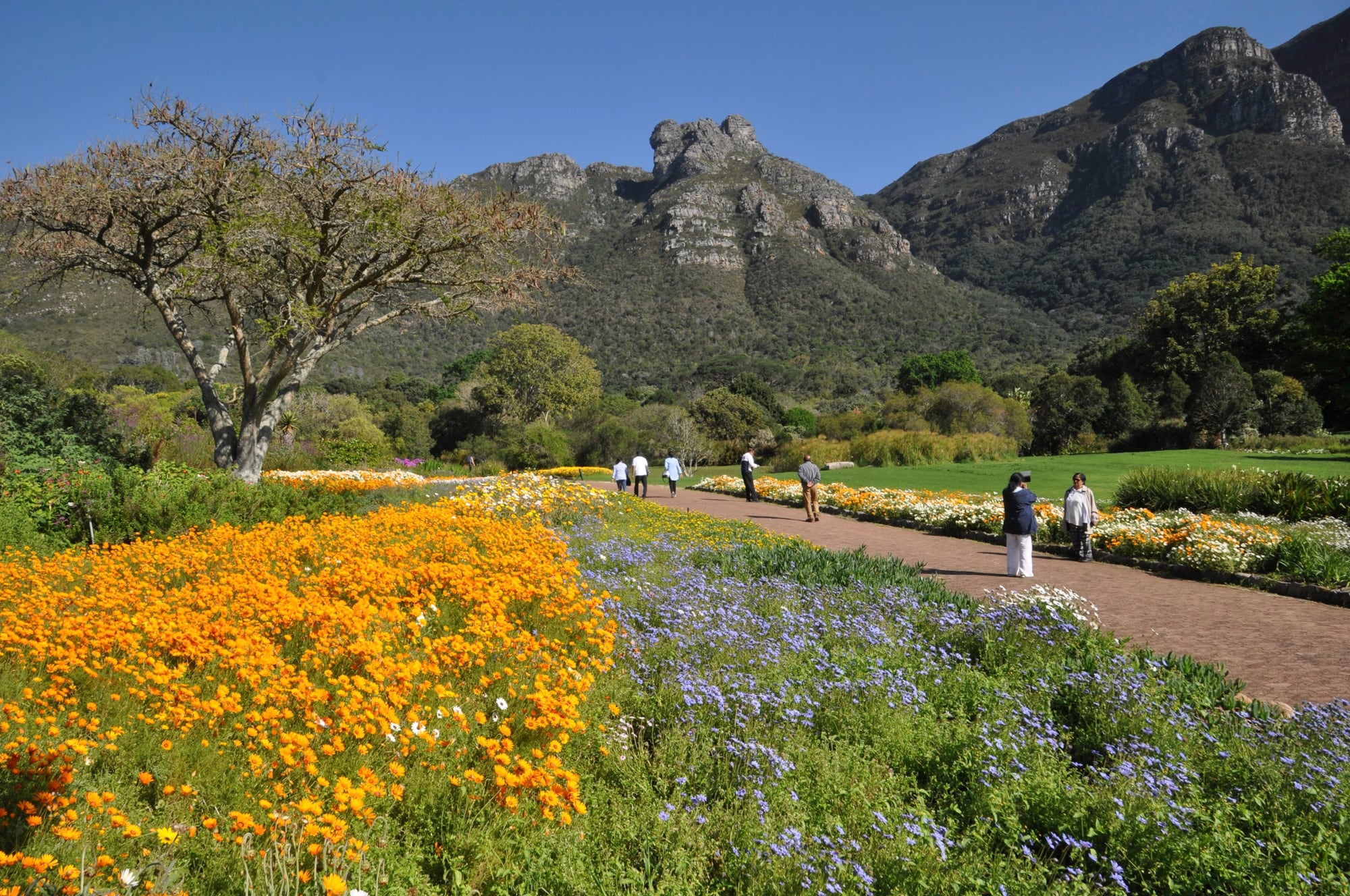 El Jardín botánico de Kirstenbosch con su despliegue de flores anuales que decoran el área principal de césped
