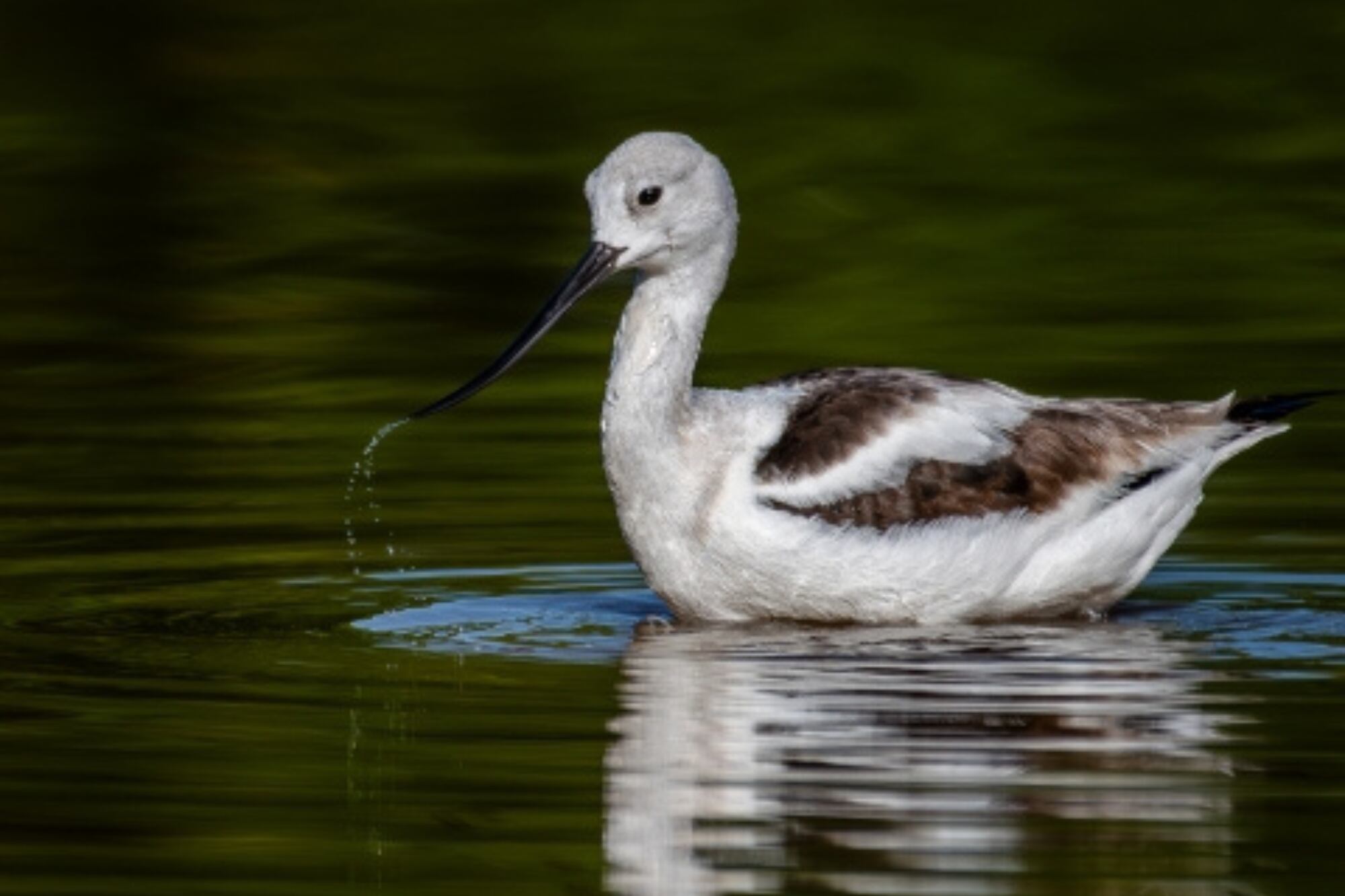 Más de 50 organizaciones participaron en conteos y estudios de hábitat a lo largo de este corredor clave para millones de aves migratorias