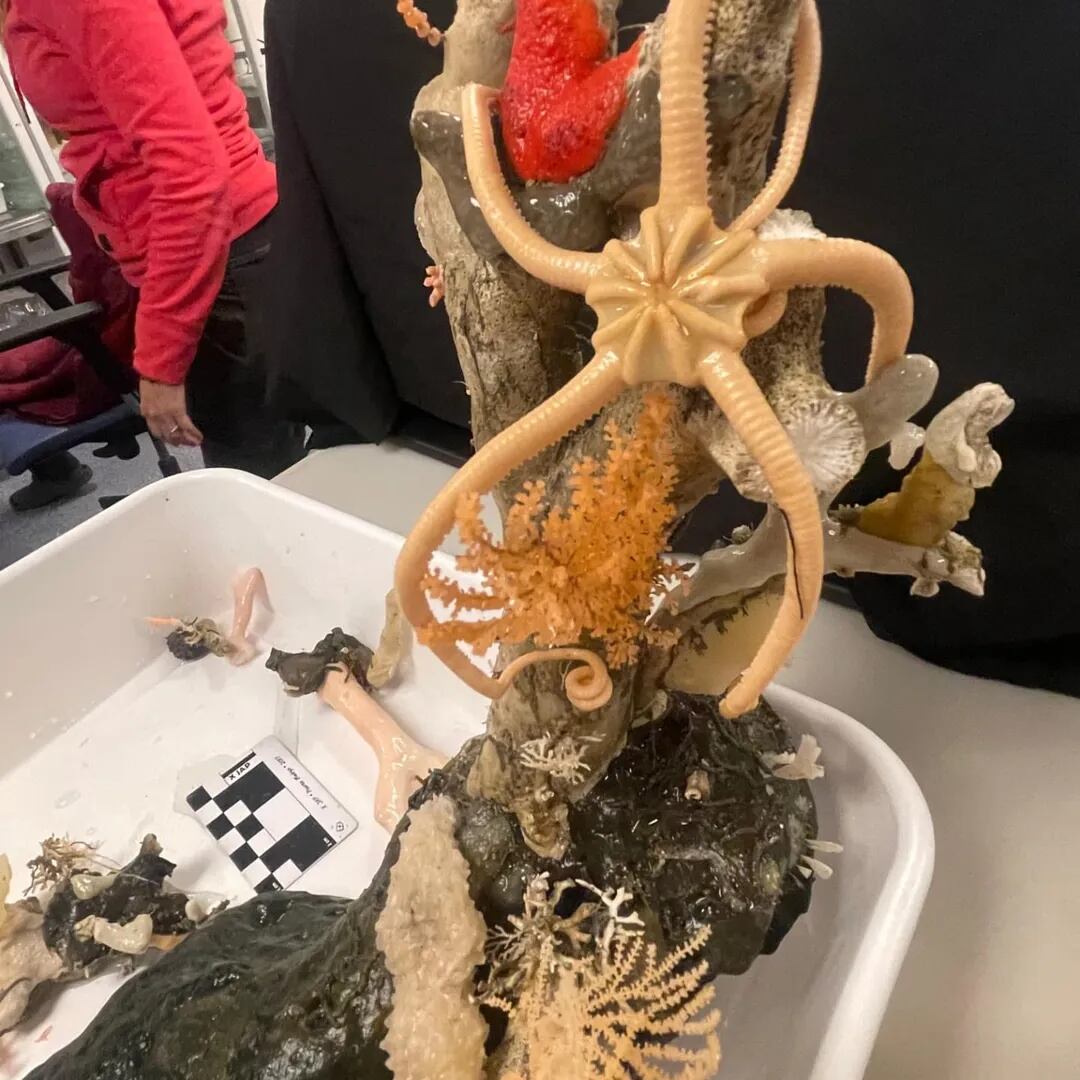 Los científicos toman muestras de las profundidades del océano (Foto: @nadia.coralina)