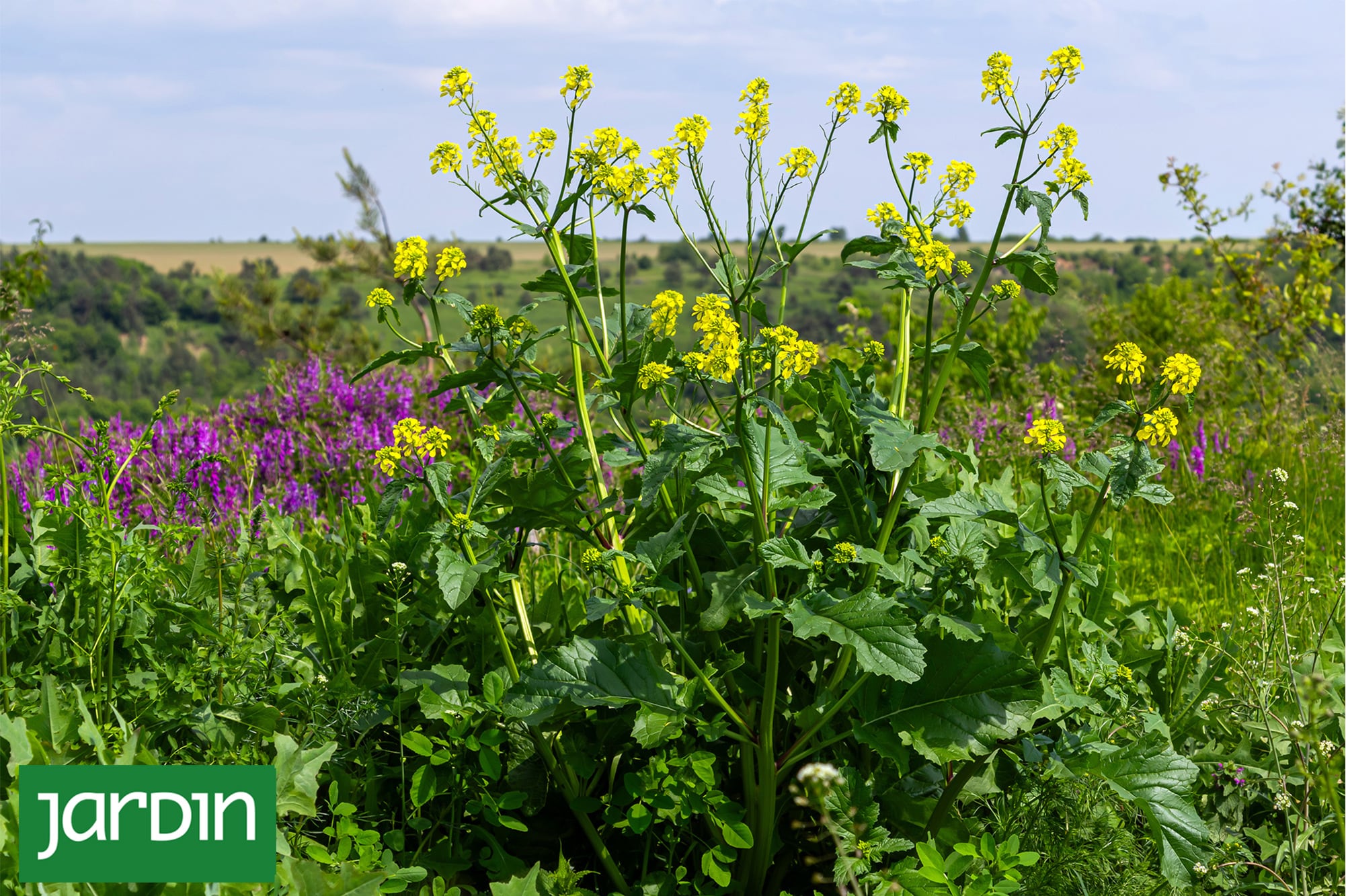 La planta silvestre que crece por todos lados y casi nadie sabe que se puede comer