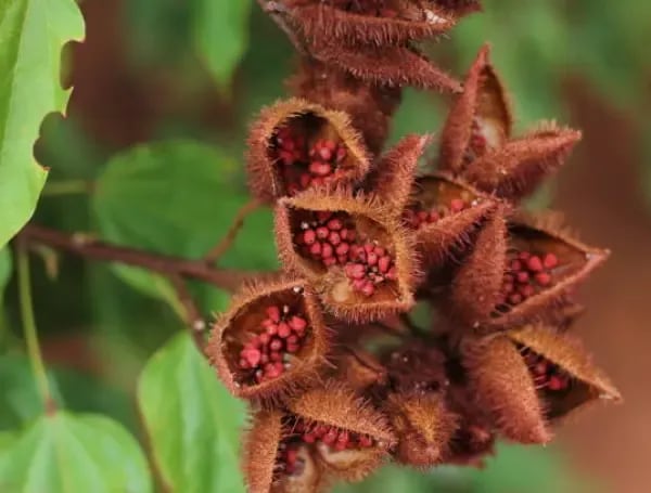 El achiote tiene propiedades antioxidantes y antiinflamatorias