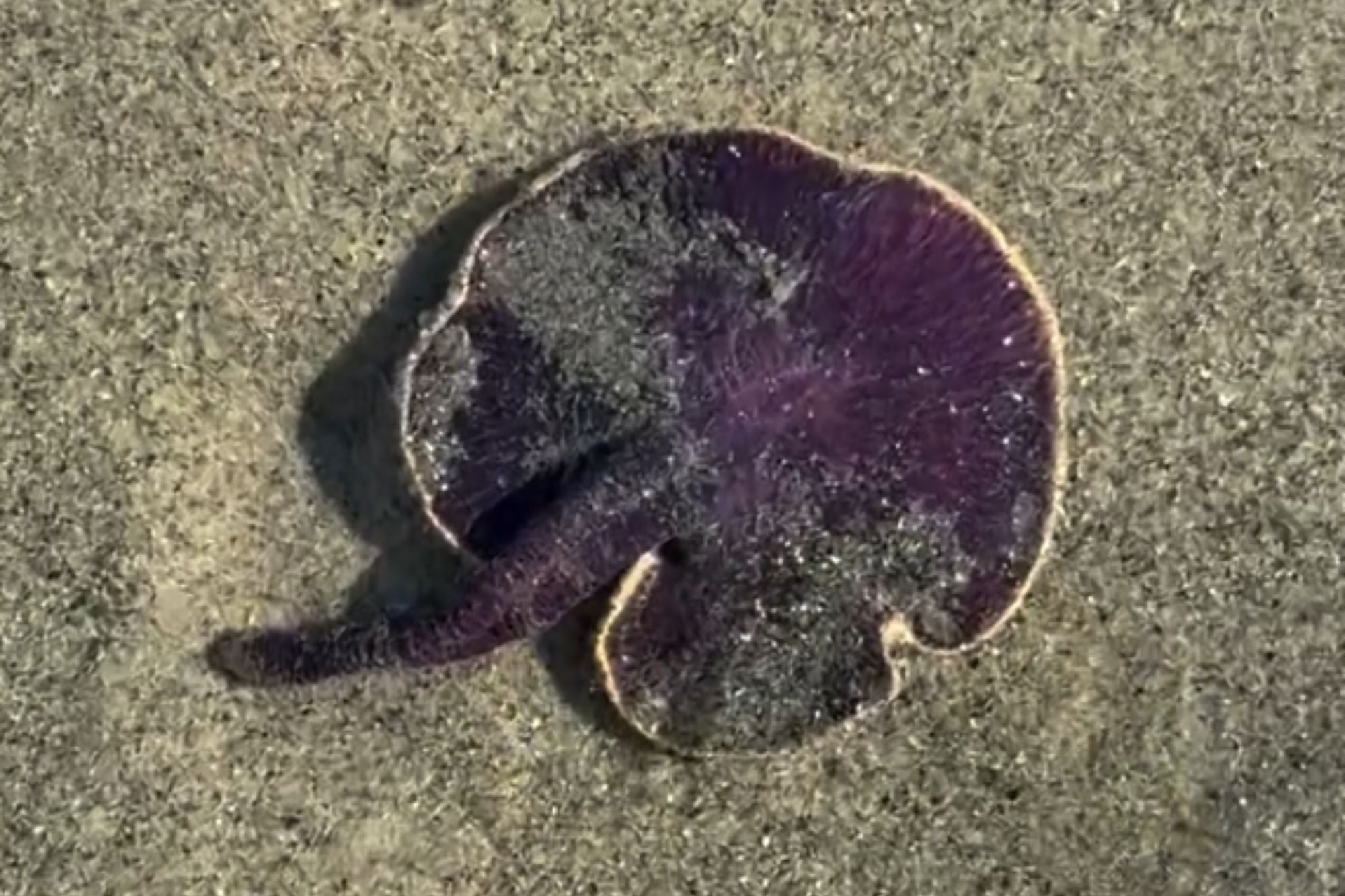 Encontró un “hongo” morado en el mar, lo levantó y empezó a brillar en su mano: “Alienígena”