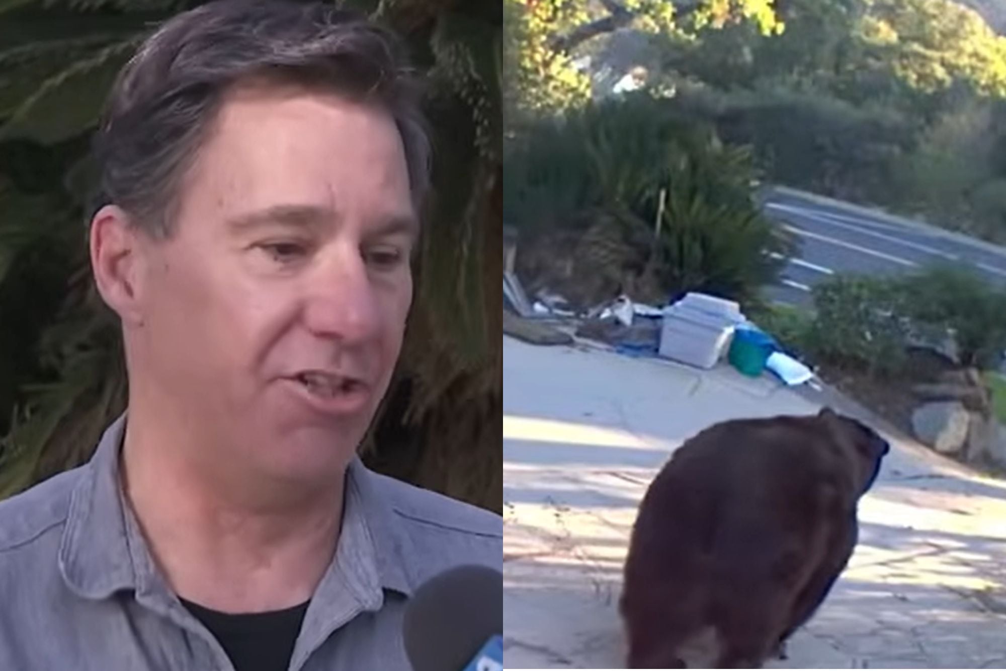 Advirtió que un animal salía y entraba de una habitación de su casa en California: “Parece un monstruo”