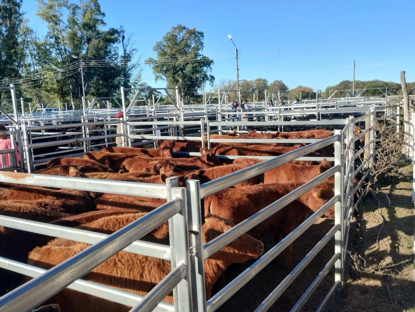 Terneras Angus Certificadas: presentaron un programa para jerarquizar la selección y comercialización