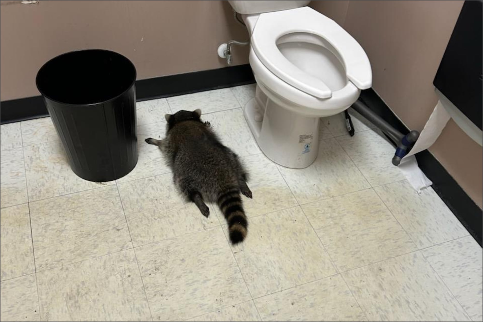 El caso viral de un mapache encontrado ebrio en una licorería de Virginia: bebió whisky y se desmayó en el baño