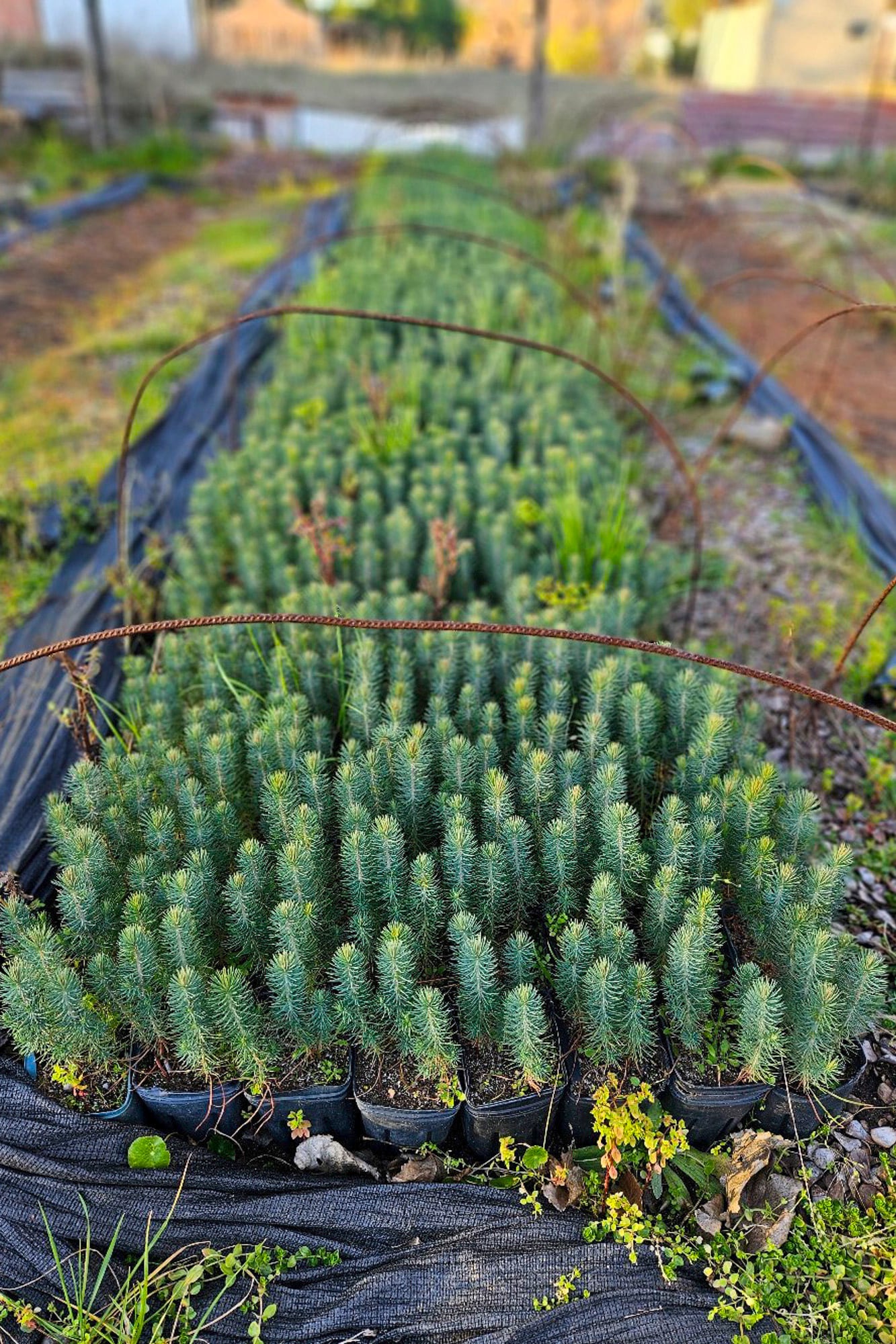 Pinus pinea en crecimiento