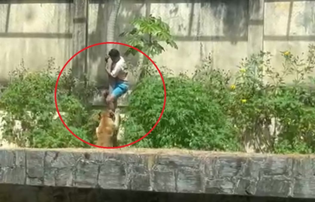 Brasil: un joven de 19 años murió atacado por una leona en un zoológico, tras meterse en la jaula