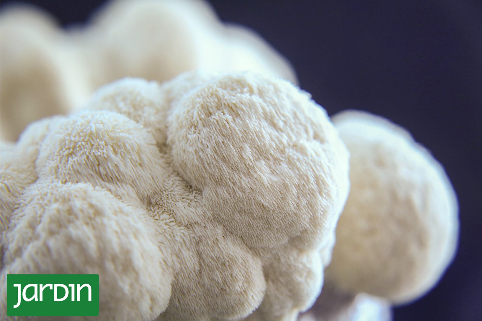 Melena de león: el poderoso hongo que controla el colesterol y disminuye el riesgo cardiovascular