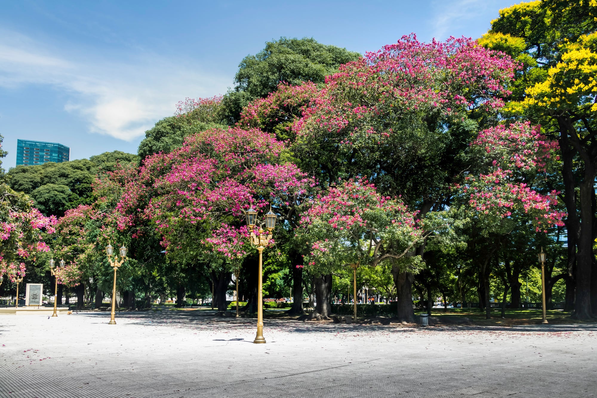 Palos borrachos en la Plaza San Martín, Retiro, Buenos Aires