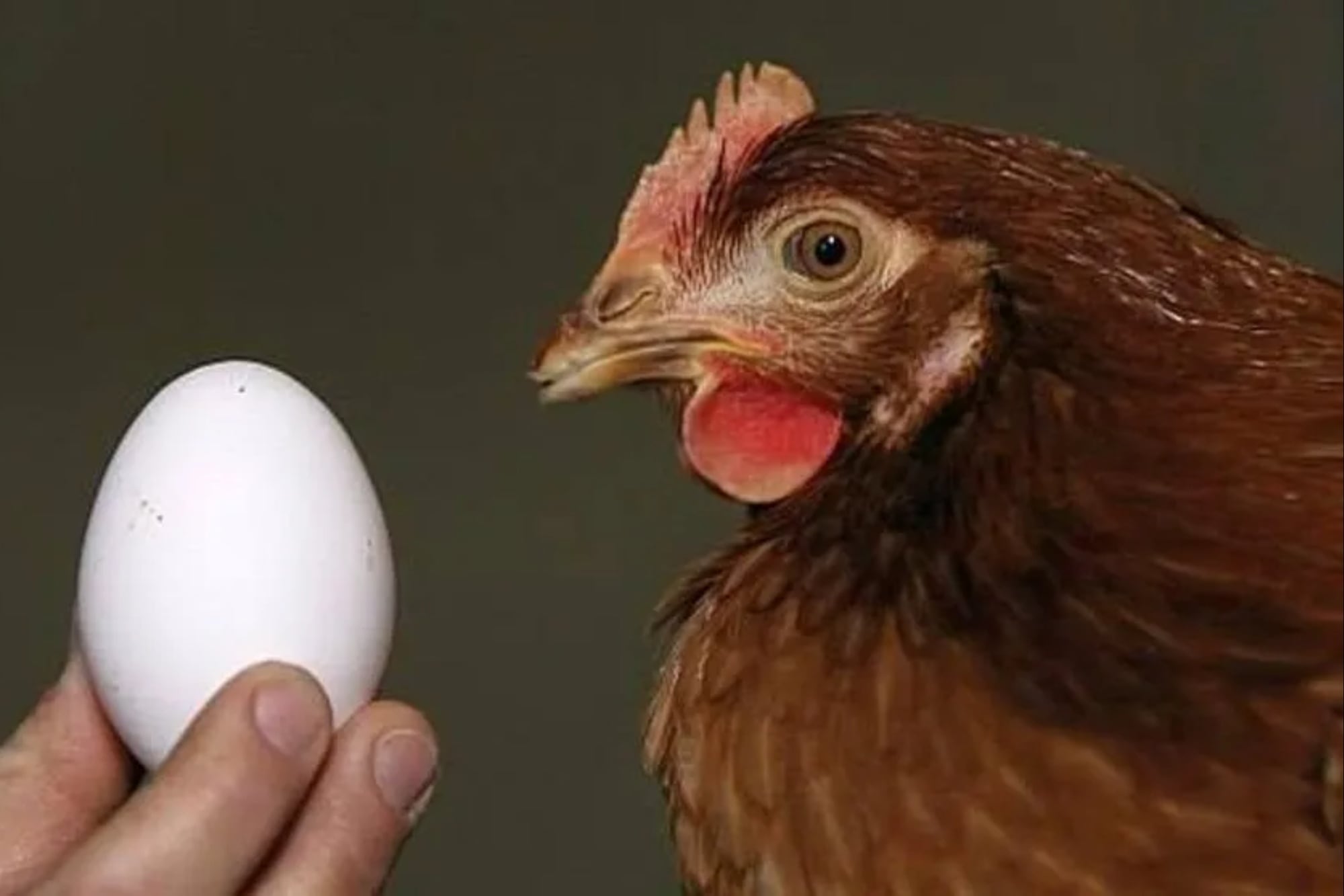 El ChatGPT habló sobre si existió primero el huevo o la gallina y la respuesta dejó a todos en shock