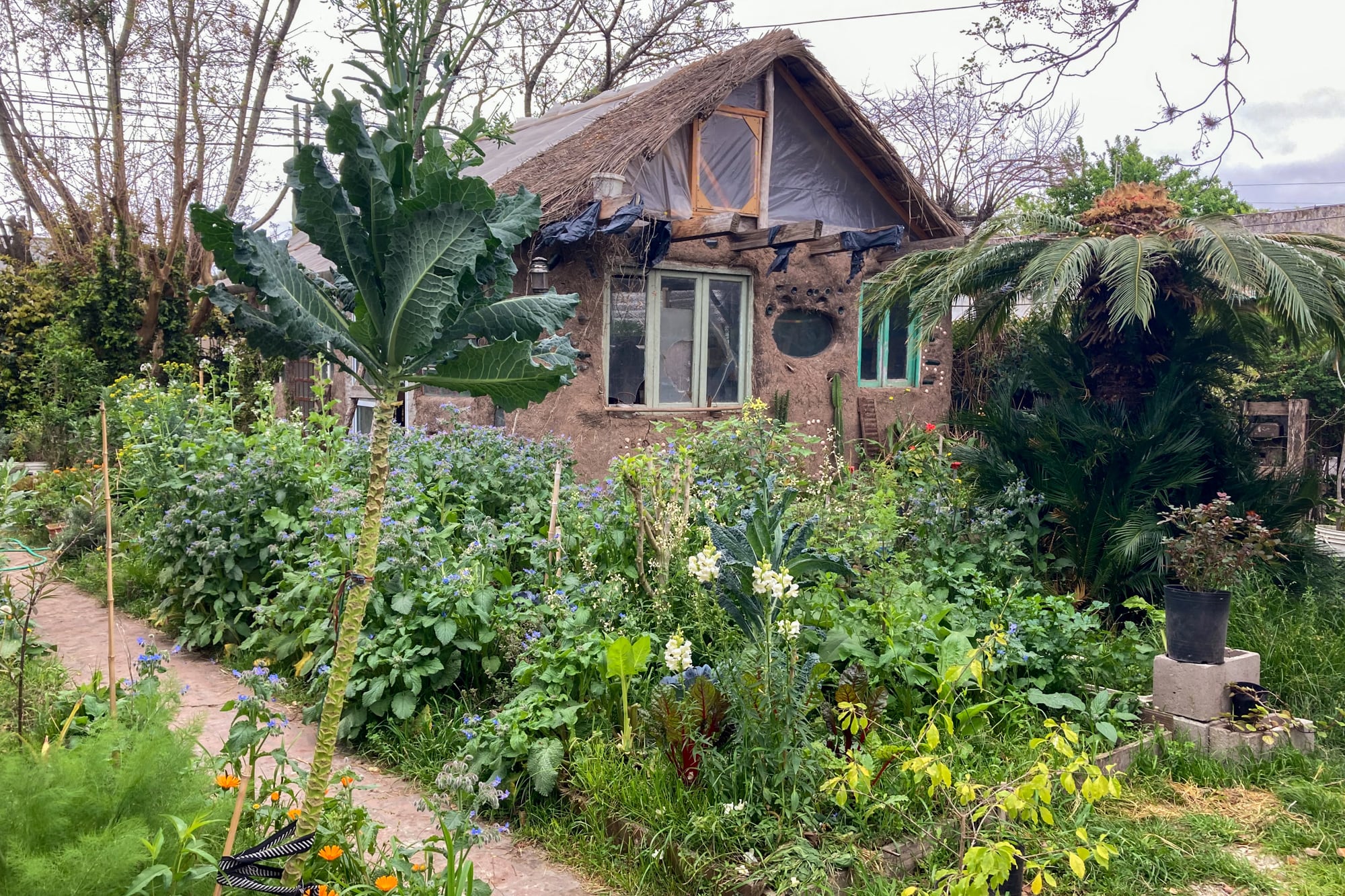 Huerta e invernadero de la casa de Ale en Ezeiza, un espacio idílico donde ambos tienen la oportunidad de hacer pruebas y exploraciones que luego comparten en sus diseños de huerta.