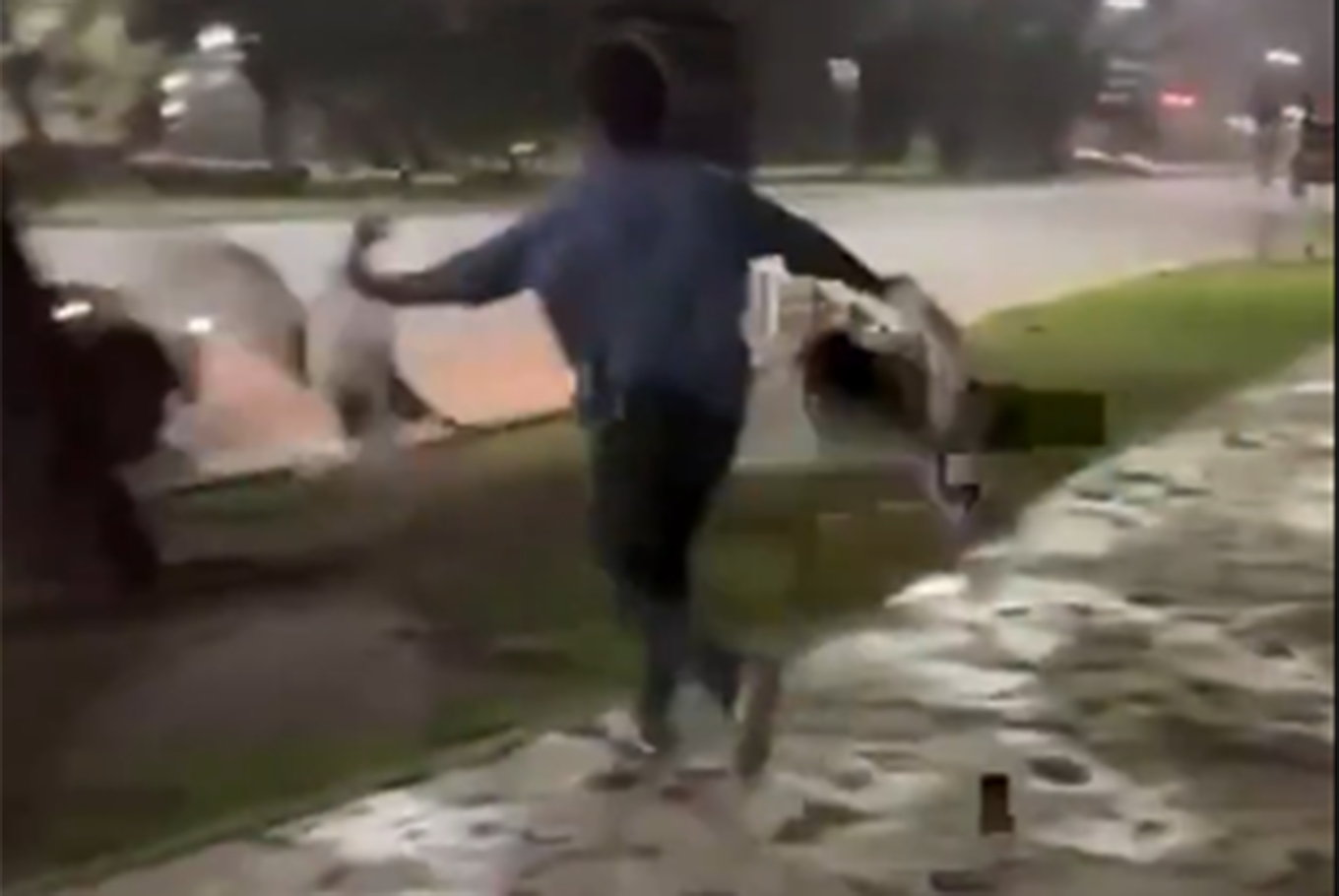 El responsable por el robo de gansos en Palermo podría tener una pena de entre 15 días a 1 año de prisión