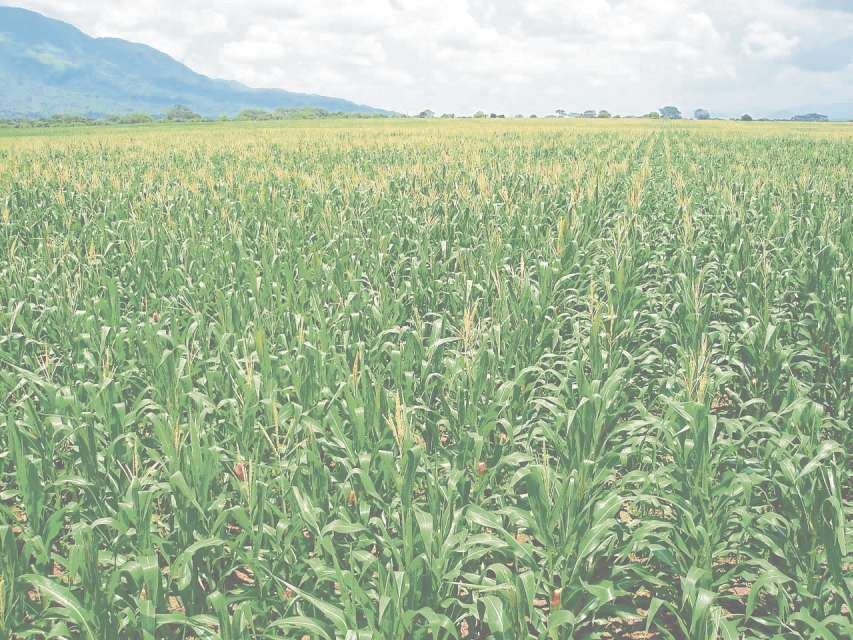 Un campo de maíz en Brasil