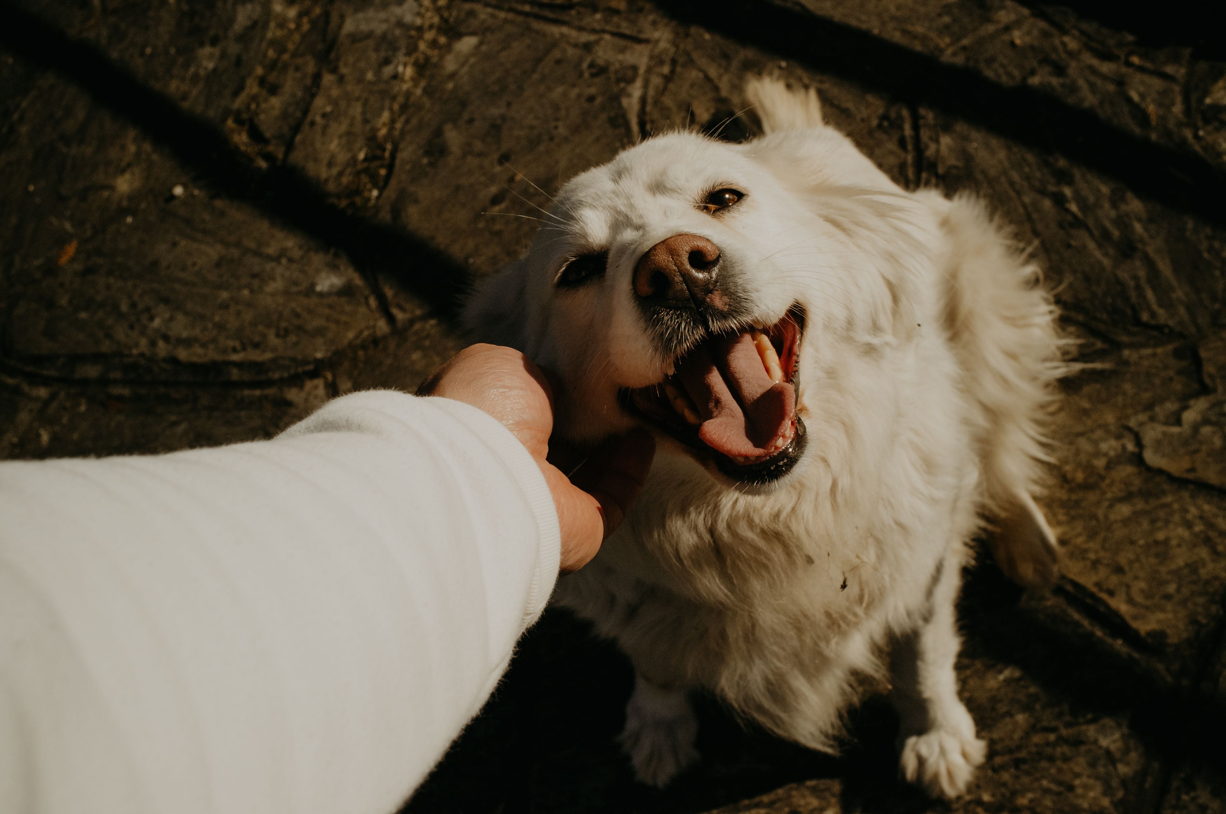 A la hora de acariciar a un perro desconocido, se recomienda permitir al animal dar el primer paso para que este pueda oler y familiarizarse