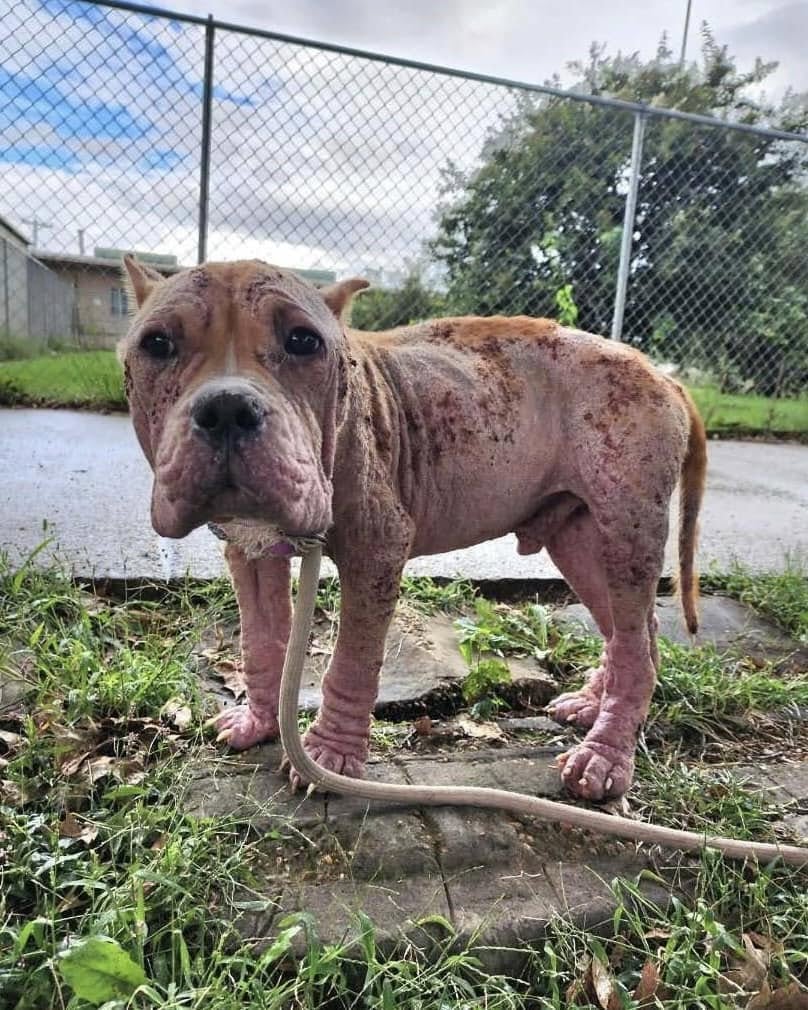 Vagaba por la calle cuando lo encontraron en un estado crítico: “Tenía la piel en carne viva”