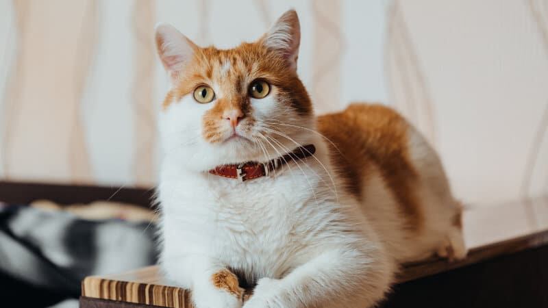 “No se debe juzgar a un gato únicamente por su aspecto”