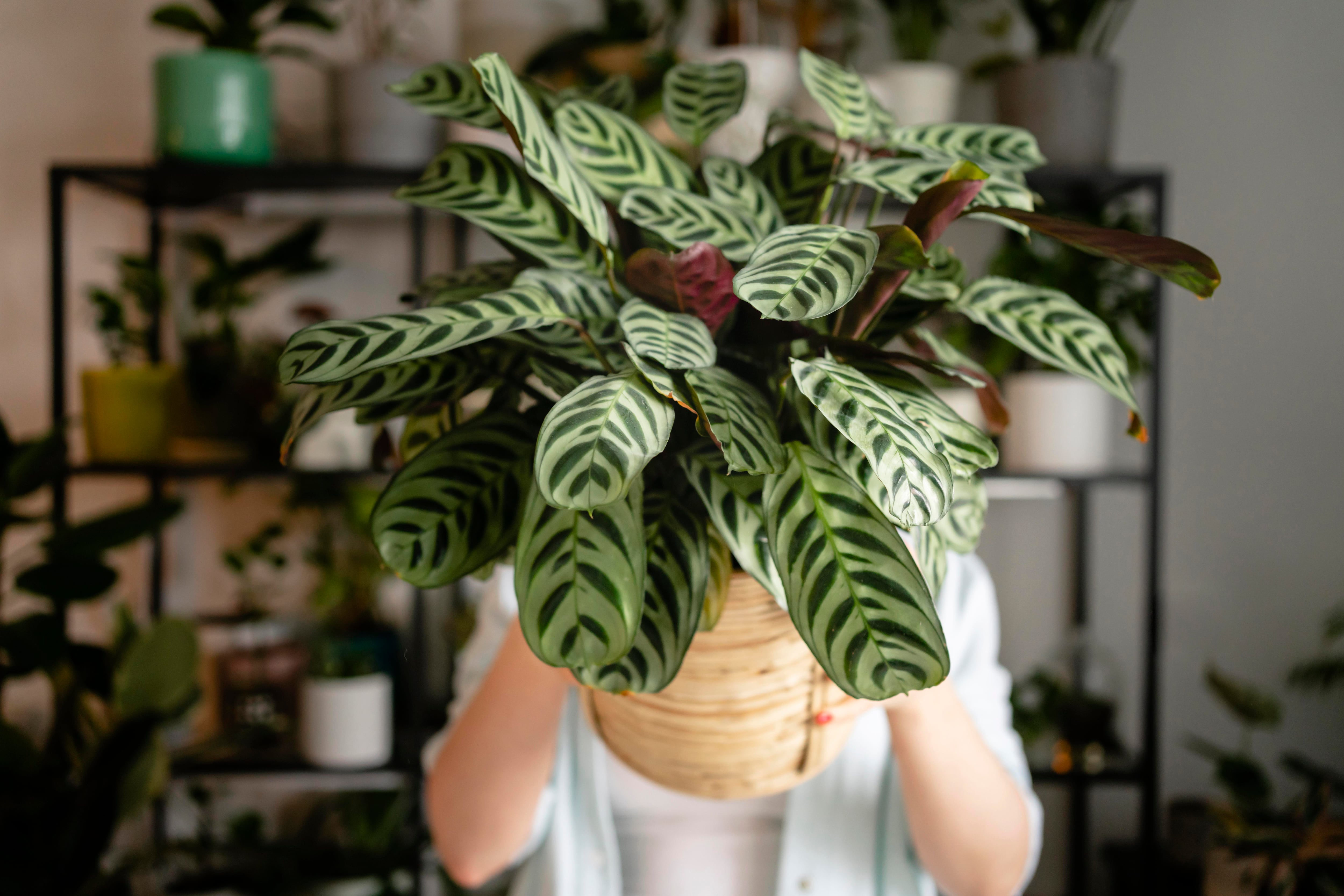 Las plantas de interior son una forma económica y ecológica de ambientar los espacios