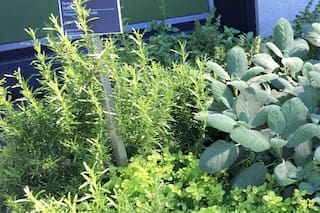 Claves para cultivar aromáticas en espacios pequeños