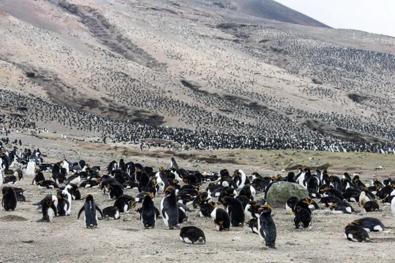Las poblaciones de pingüinos macaroni aumentaron a medida que disminuían las de pingüinos barbijo