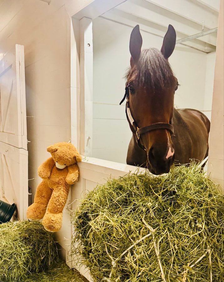 Magnitude en su box, a la hora del almuerzo, acompañado del oso de peluche que es su contención emocional cada día; el caballo ganó la Dubai World Cup el sábado pasado