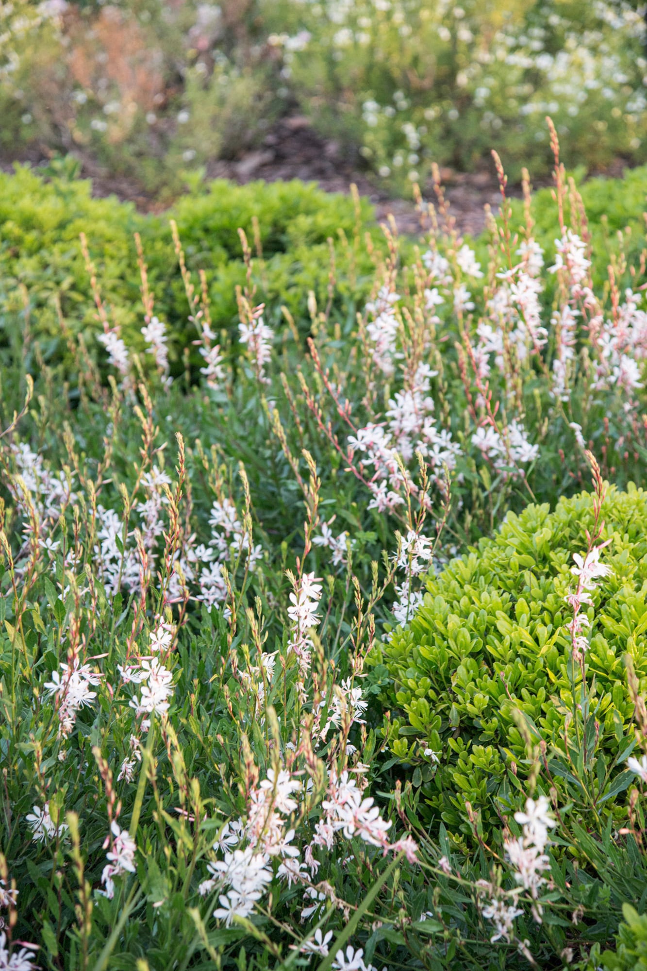 Más ramas, más flores: una poda precisa en primavera puede cambiar por completo la floración de la gaura