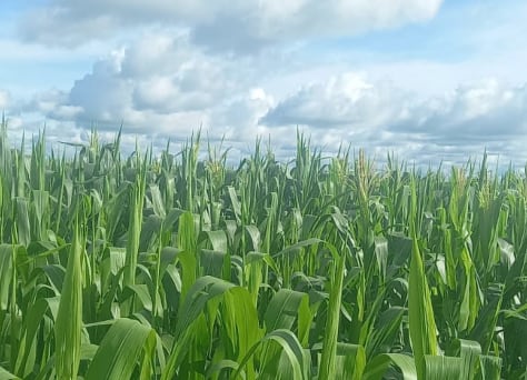 El primer gran punto de inflexión fue la incorporación del maíz safrinha en rotación con la soja y lo que comenzó como una segunda cosecha complementaria se transformó en una pieza central del esquema productivo