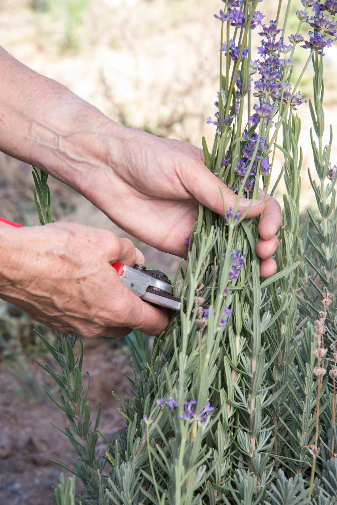 Es momento de podar las lavandas para que florzcan la próxima temporada