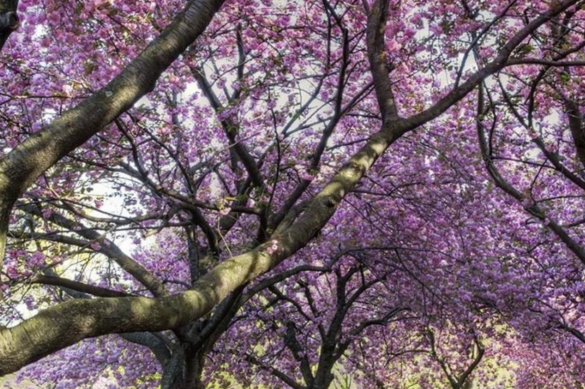 En el Brooklyn Botanic Garden, la diversidad de árboles permite prolongar la temporada de cerezos hasta ocho semanas