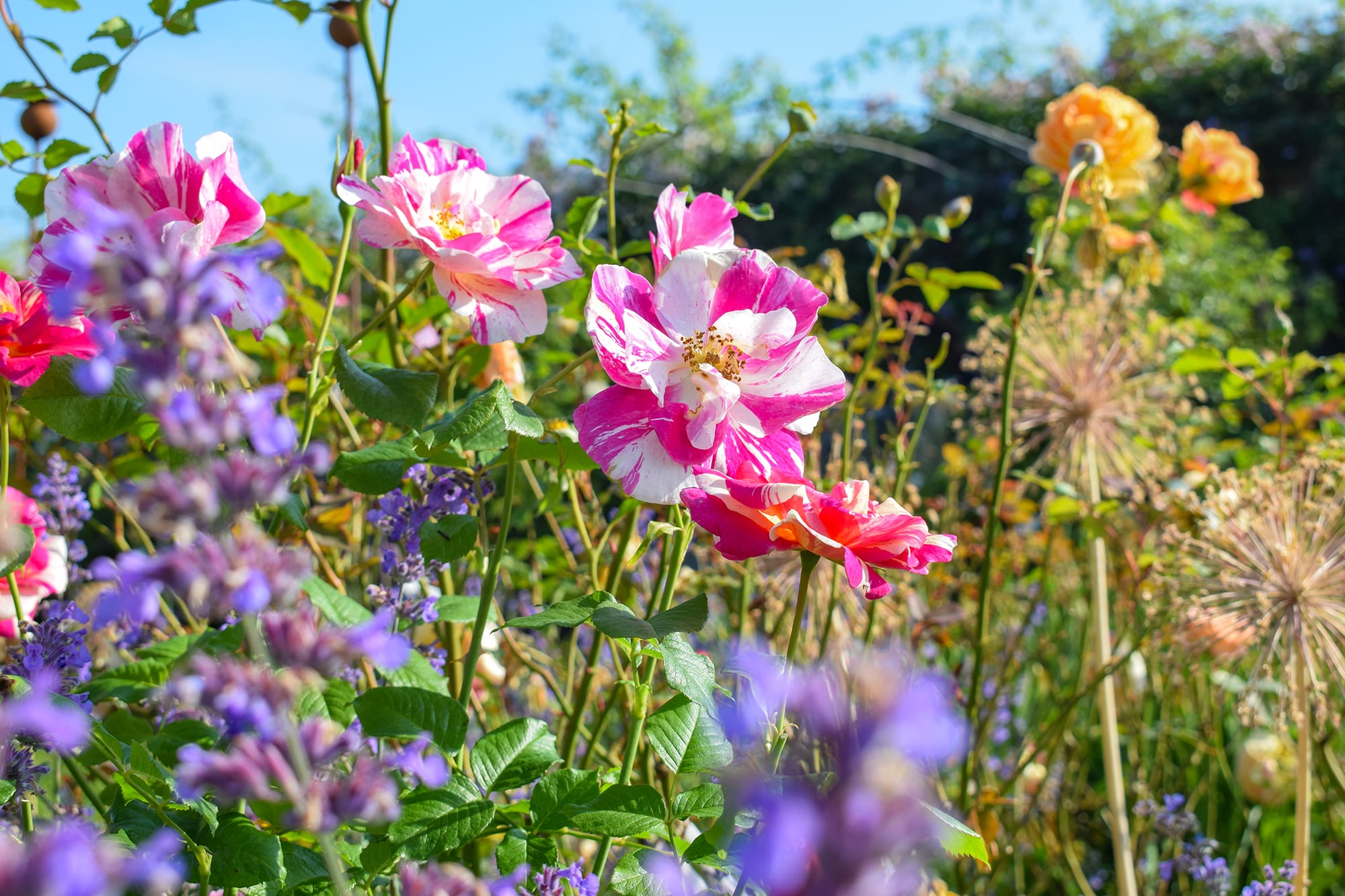 'The King's Rose' de destaca por su colorido y su gran capacidad de atraer polinizadores al jardín