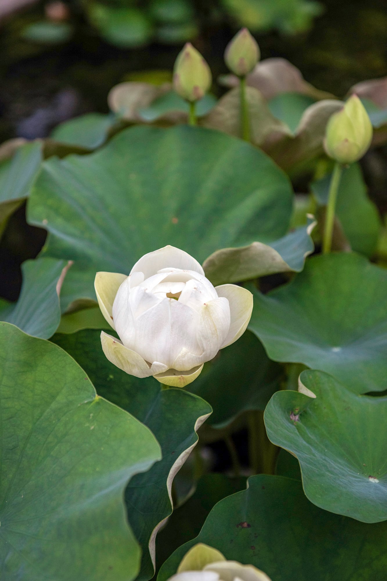 El loto en pantalla es una flor blanca con el centro amarillo