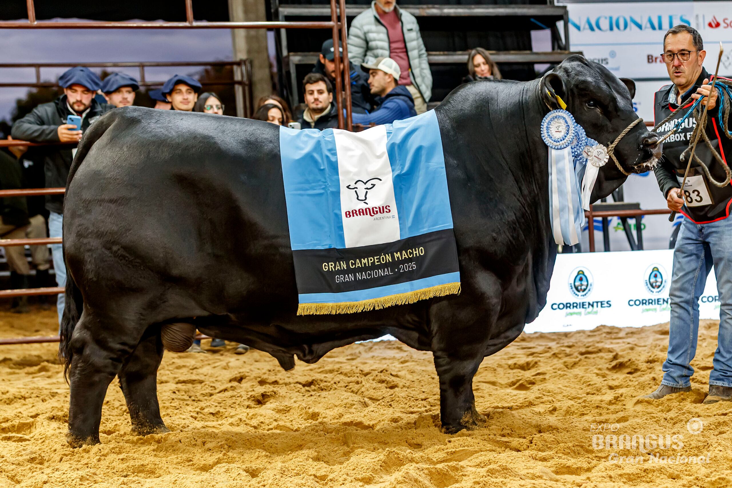 “Animales con buen crecimiento”: Brangus pone el foco en la información genética rumbo a las Nacionales 2026
