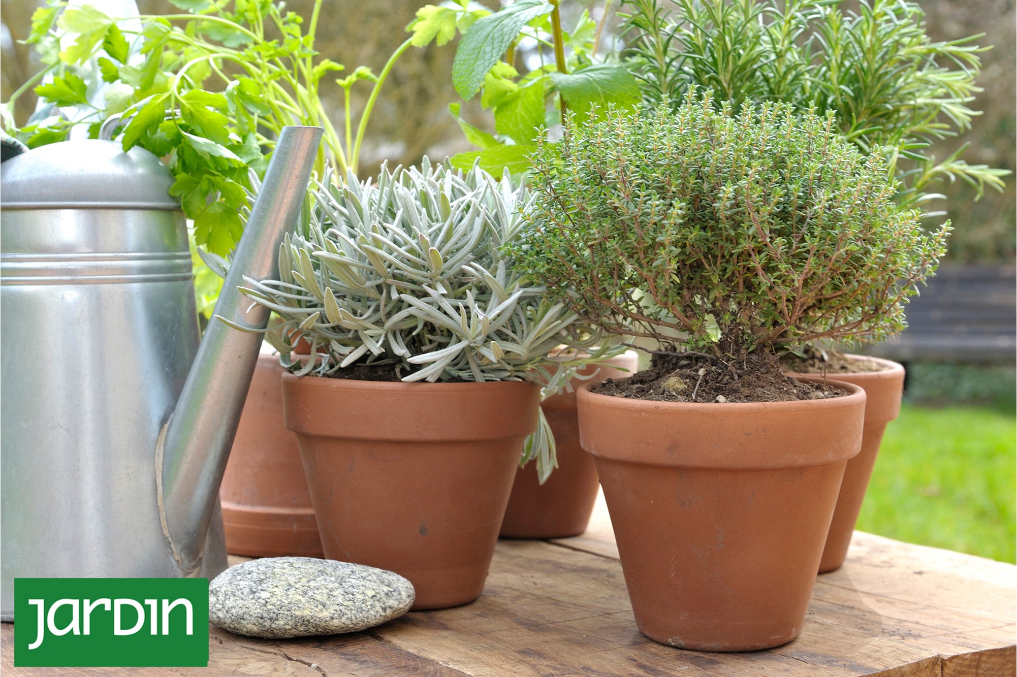 Por qué las plantas secas resisten mejor el frío que las recién regadas