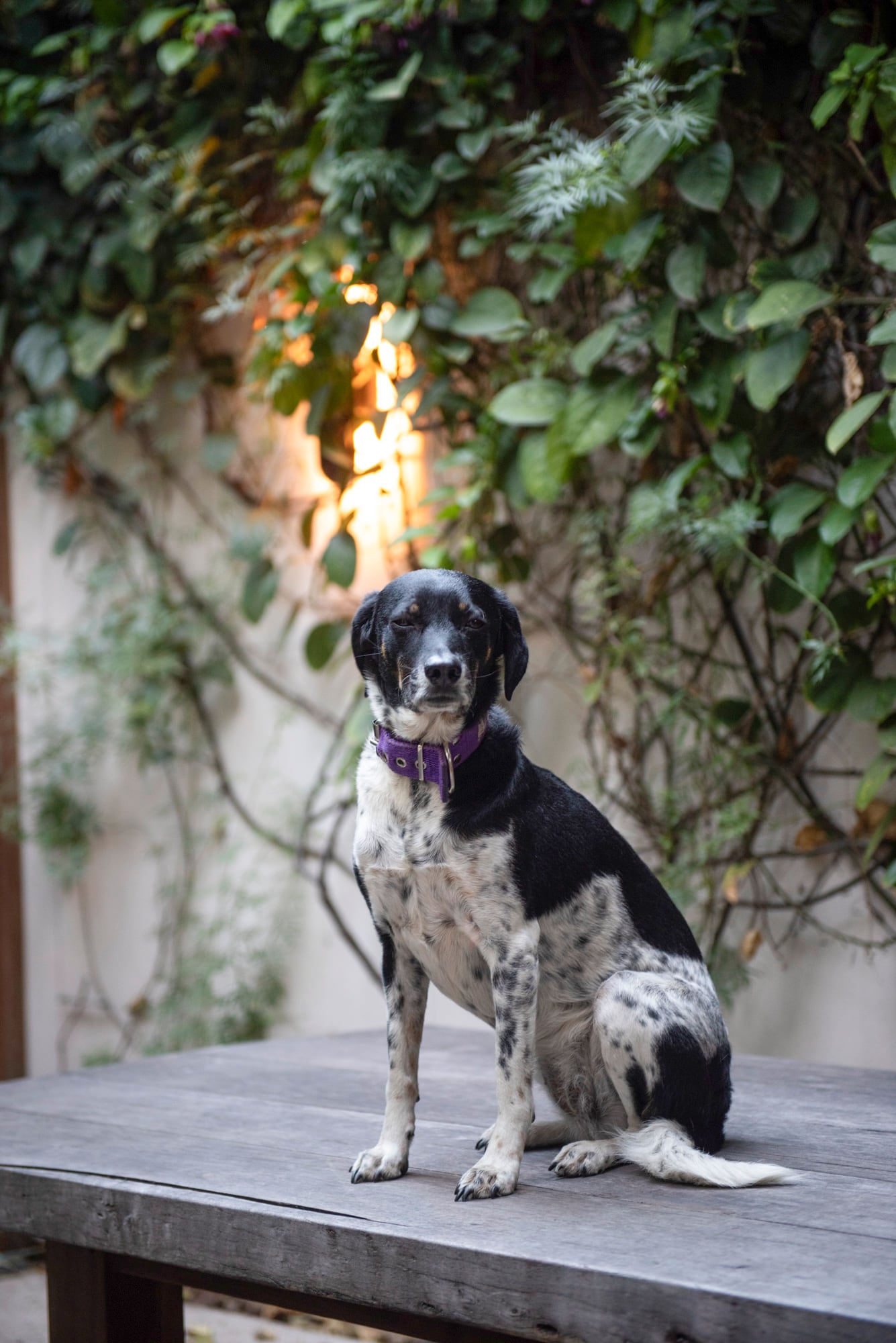 Este patio jardín es disfrutado por todos los habitantes de la casa