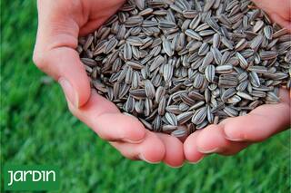 El snack saludable y crocante que equilibra las hormonas y potencia las defensas