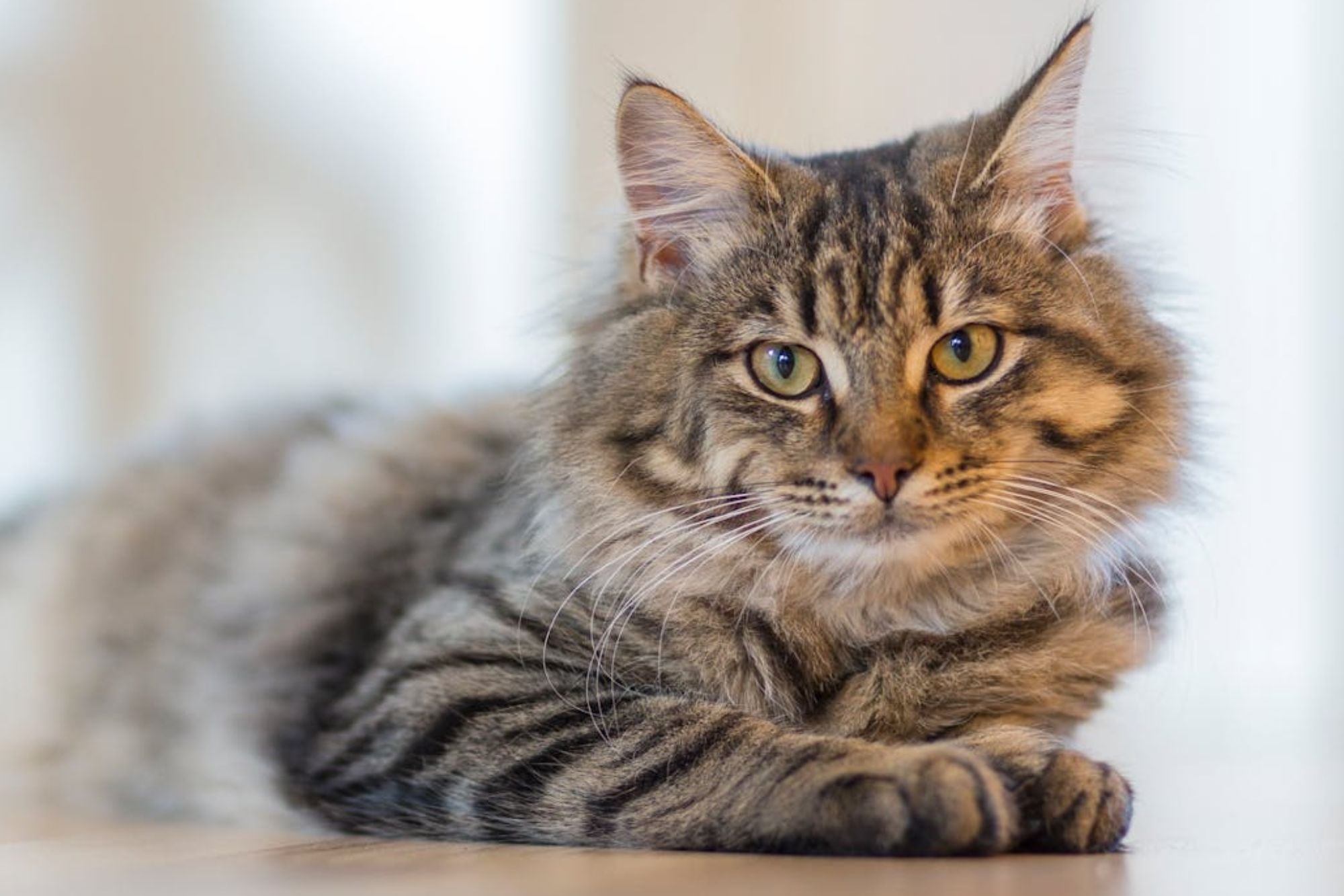 Veterinarios coinciden: si tu gato bebe poca agua, el problema puede estar en el bebedero 7 El bajo consumo de agua de un gato puede ser señal de una enfermedad