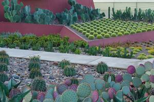 Cactus y suculentas. 100 preguntas y respuestas para fanáticos
