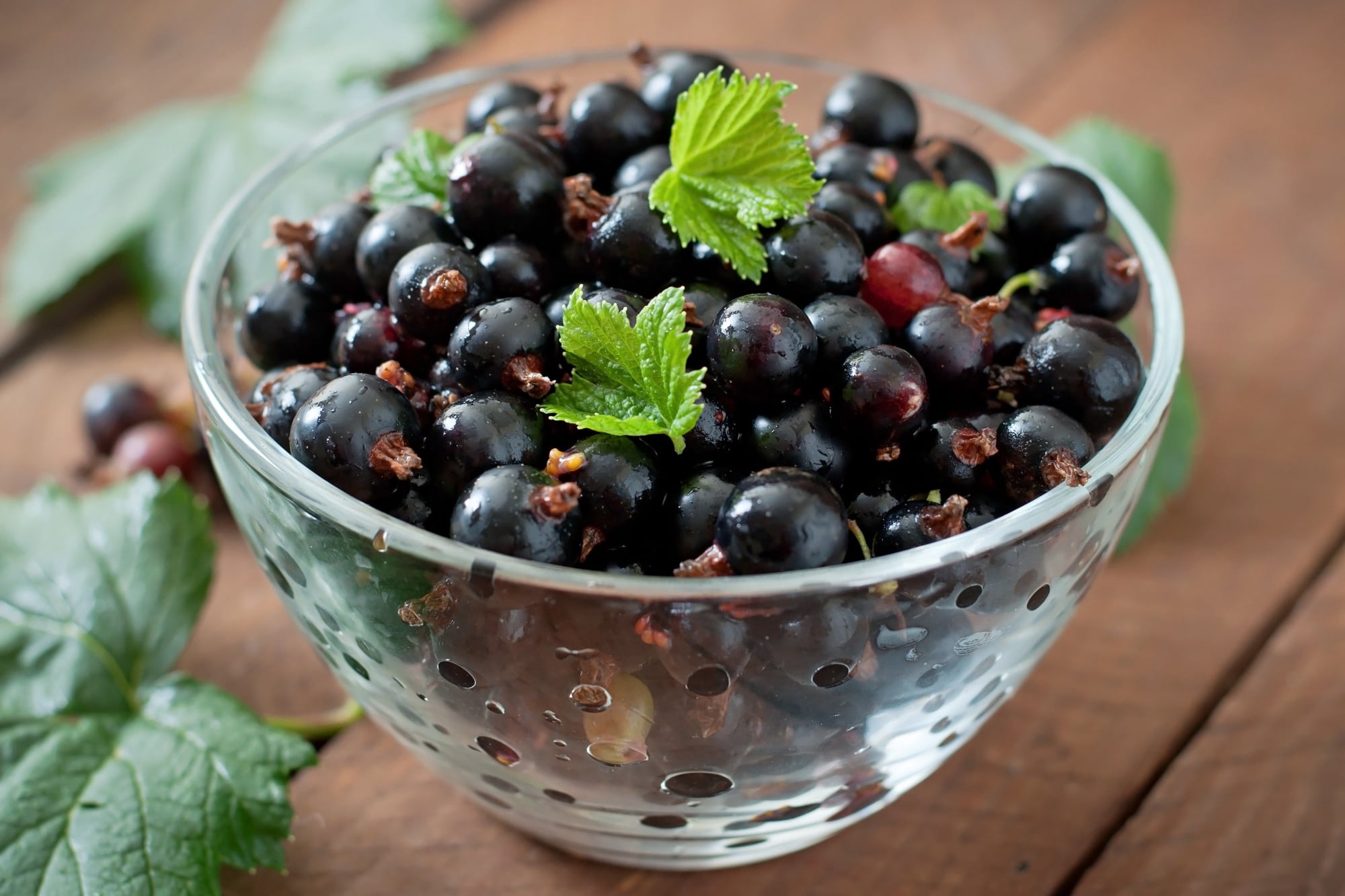 El casis es cosecha a mano y se puede conservar durante unos pocos días en la heladera y freezar