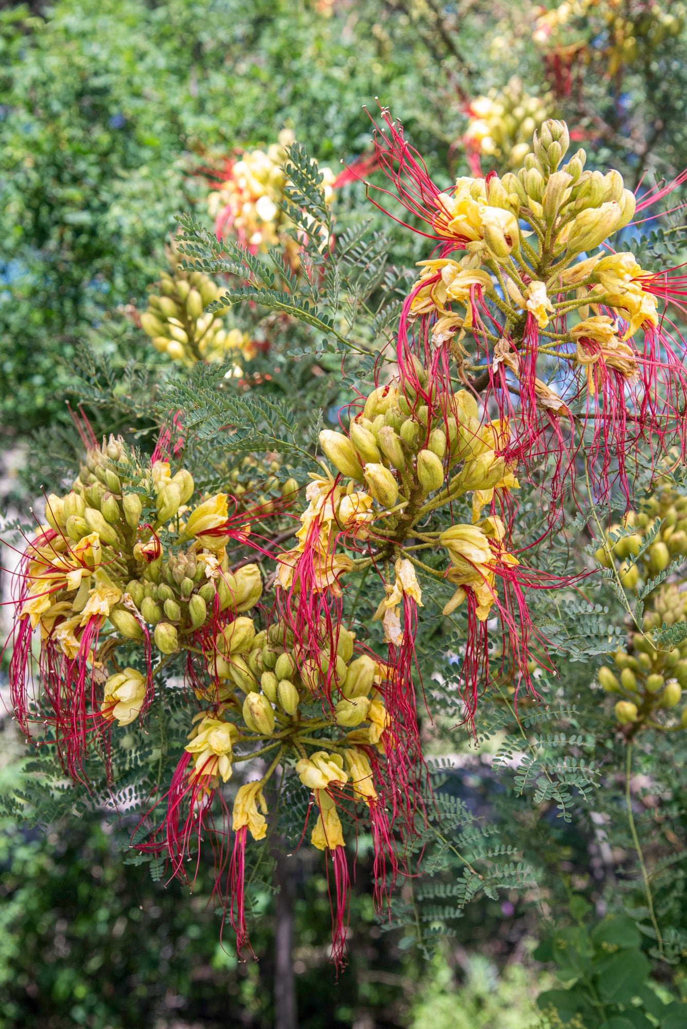 Erythrostemon gilliesii, pétalos amarillos y estambres rojizos que estallan hacia afuera como chispas suspendidas